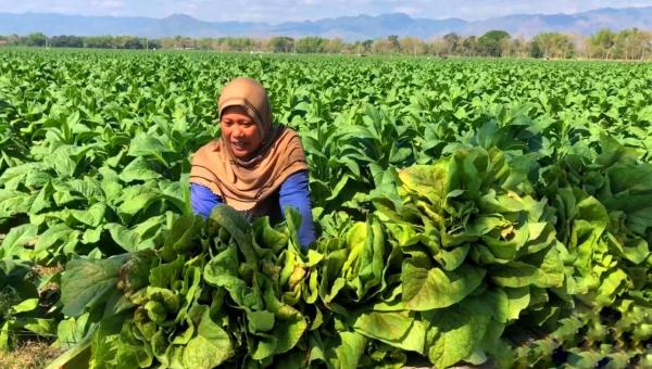 Tanaman Tembakau Bikin Warga Desa di Ponorogo Kaya Raya