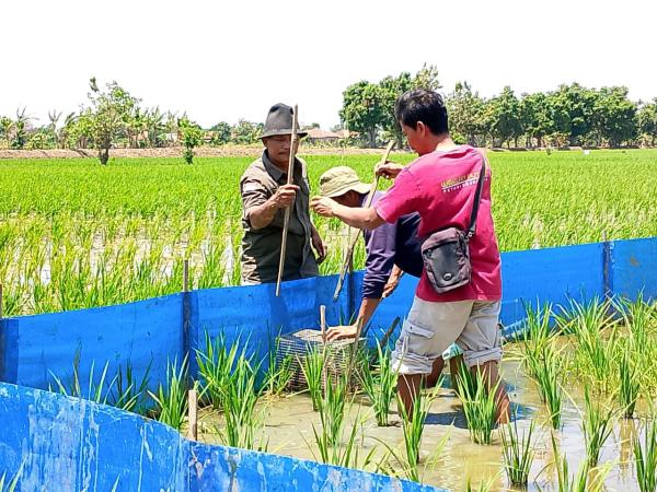 Teknologi Ramah Lingkungan, Jebakan Tikus Cara Paling Efektif Bernilai Ekonomis Bagi Para Petani