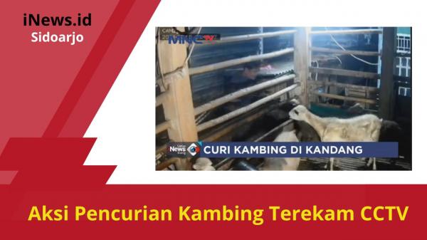 Pencuri Kambing di dalam Kandang Terekam CCTV