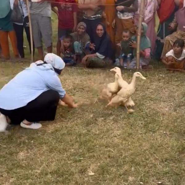 Dekat dengan Rakyat, Cabup Lobar Nurhidayah ikut Tangkap Bebek bersama Ibu-ibu saat Maulid