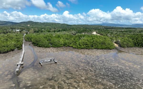 PT Pelindo Terminal Petikemas Lakukan Rehabilitasi Mangrove, Luasnya Sampai 25 Hektar