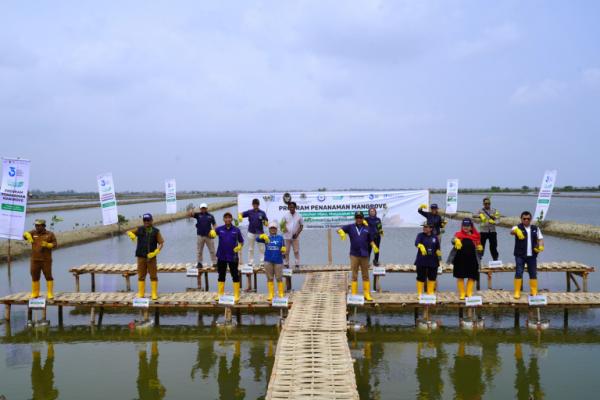 Pelindo Regional 2 Cirebon dan Stakeholder Bersinergi Rehabilitasi 302 Hektar Mangrove di Indramayu