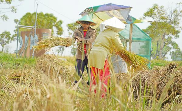 Sumber Air Berkah, Lahan Pertanian di Madura ini Semakin Produktif