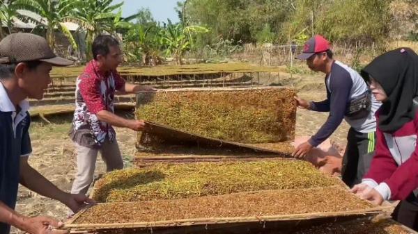 Petani Tembakau di Tuban Raup Untung di Musim Kemarau