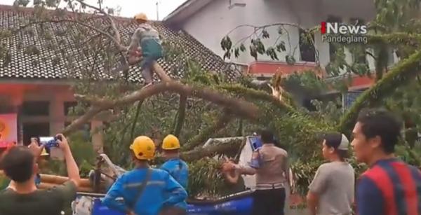 Pohon Trembesi Tumbang di Rangkasbitung, Timpa Mobil PLN Akibat Cuaca Buruk