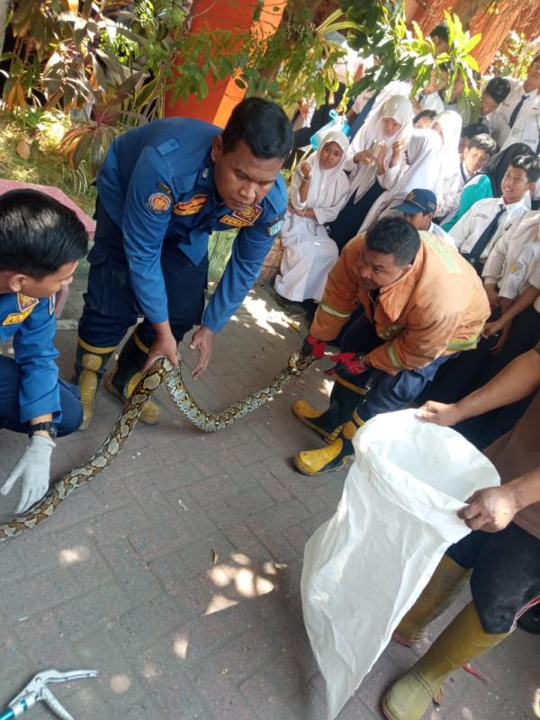 Heboh! Ular Piton Sepanjang 3 Meter Gegerkan SMPN 1 Gresik