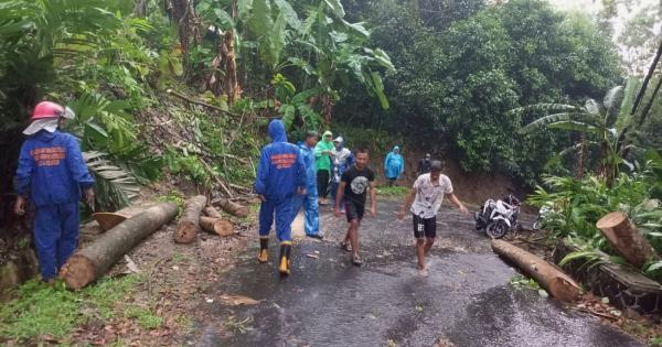 Pohon Tumbang, Akses Lalu Lintas Jalan Raya Rancah-Dadiharja Ciamis Sempat Terputus