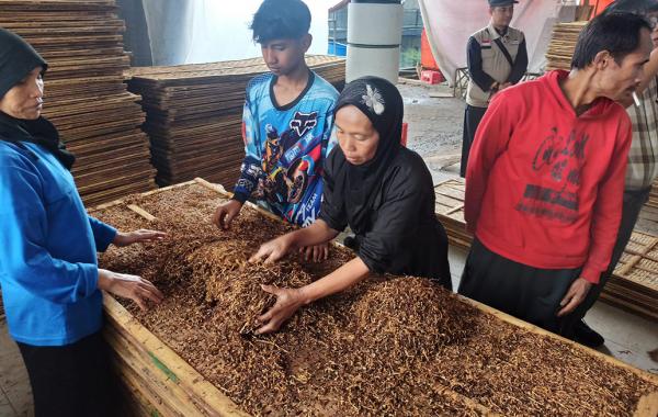 Ini Manfaat Demonstrasi Farming bagi Petani Tembakau di Temanggung dan Wonosobo