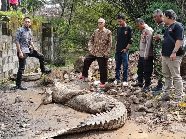 Puluhan Buaya Lepas dari Penangkaran, Begini Penjelasan Pemilik Pertama Kolam Penangkaran