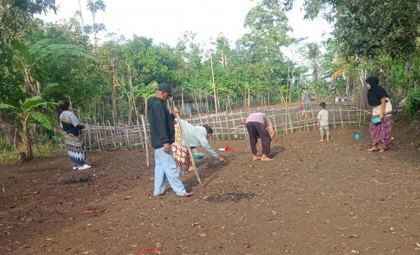 UPTD Pertanian Sindangbarang Dorong Petani Percepat Tanam Padi di Musim Hujan