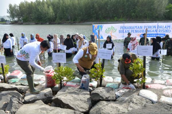 Pj Gubernur Aceh dan Kepala BNPB Tanam 2.600 Bibit Mangrove Rihzophora di Kuala Cangkoi