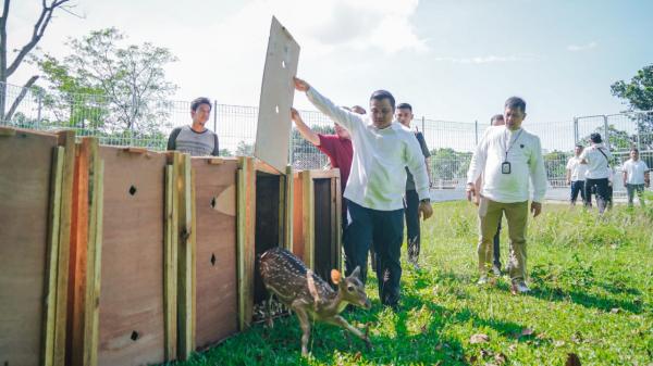 Satwa Unik Taman Cadika Bertambah, Pj Sekda Lepas 15 Ekor Rusa Totol Asal Istana Kepresidenan Bogor