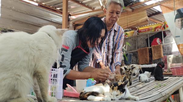 Pekerja Serabutan Dirikan Rumah Penampungan Kucing Buangan