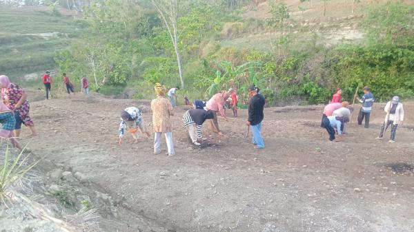 Petani Sirnagali Cianjur Selatan Tanam Padi Huma