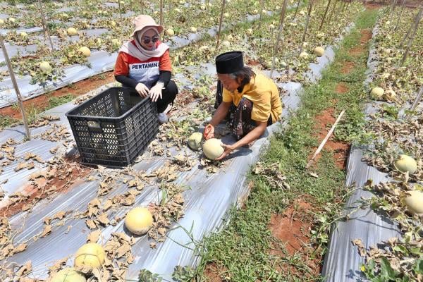 Petik Buah dari Lahan Tandus