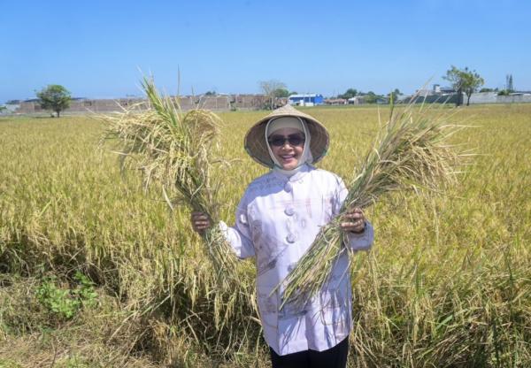 Ketua TP PKK Pacu Produktivitas Petani di Acara Musyawarah Tani Abbulo Sibatang