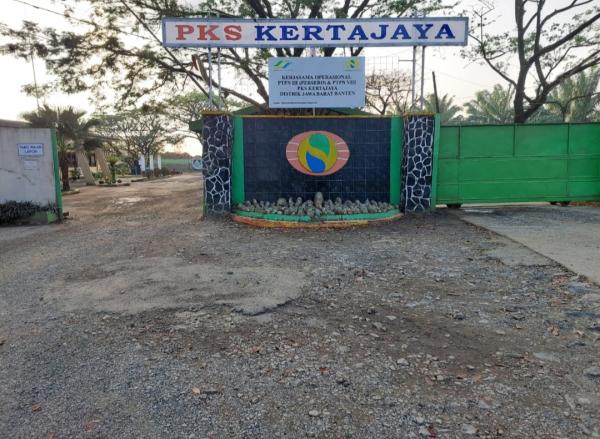 Heboh! Antrian Sawit di PTPN III PKS Kertajaya, Manager PKS Ungkap Akar Masalahnya