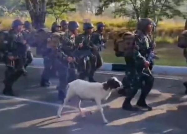 Viral Aksi Seekor Kambing Berlari Ikut Latihan Prajurit TNI, Bikin Ngakak Netizen