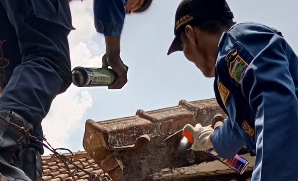 Rumah Warga di Ciamis Dikepung Gerombolan Semut, Petugas Damkar Turun Tangan