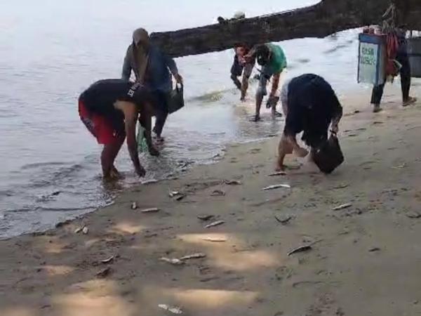 Fenomena Ribuan Ikan Naik ke Pesisir Pantai di Pandeglang