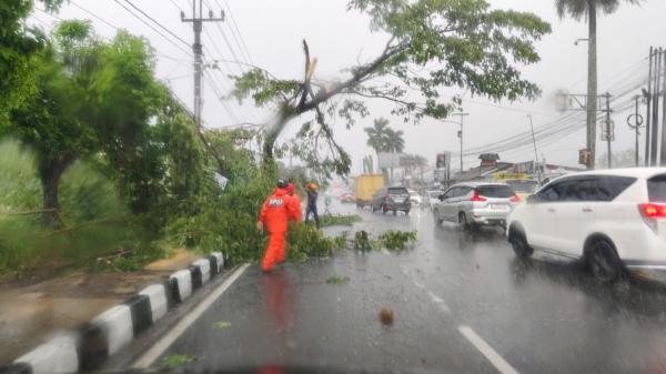 Ciamis Kembali Dilanda Hujan Badai, Rumah Warga Diterjang Pohon Tumbang