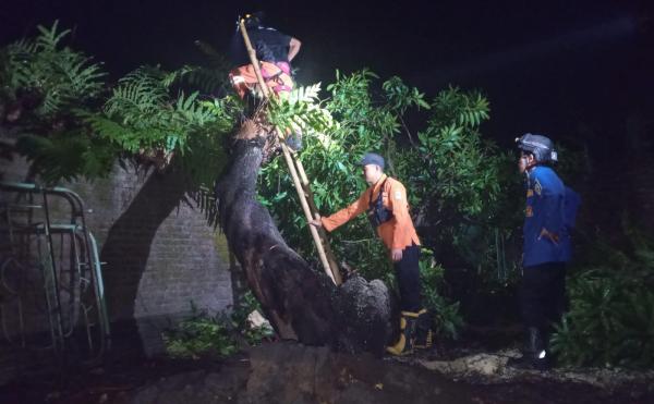 Sejumlah Rumah Warga di Kuningan Rusak Tertimpa Pohon Tumbang Akibat Angin Kencang