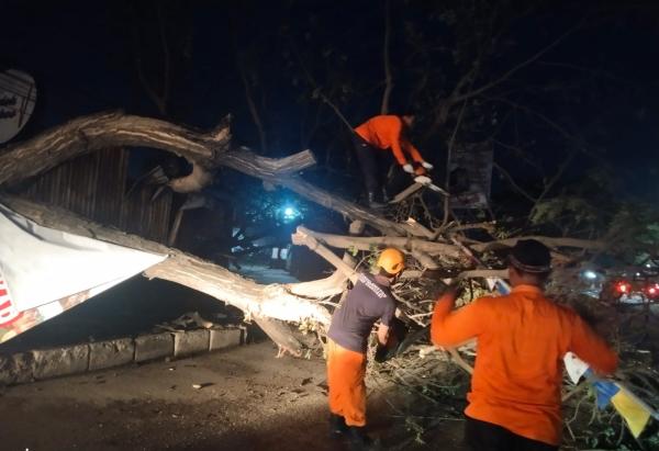 Hujan Deras dan Angin Kencang di Cilegon: Pohon Tumbang Timpa Kabel Telkom, BPBD Turun Tangan!