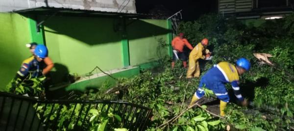 Tagana Kabupaten Tasikmalaya: Pohon Tumbang Akibat Hujan dan Angin Kencang Terjadi di 2 Kecamatan