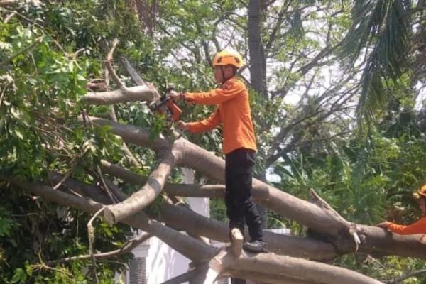 Waspadai Angin Kencang di Cilegon, Insiden Pohon Tumbang Kerap Terjadi