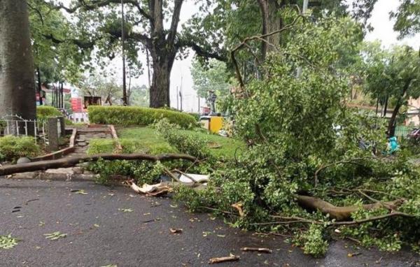 Kota Cimahi dan Bandung Diterjang Hujan Es hingga Angin Kencang, Sejumlah Pohon Tumbang