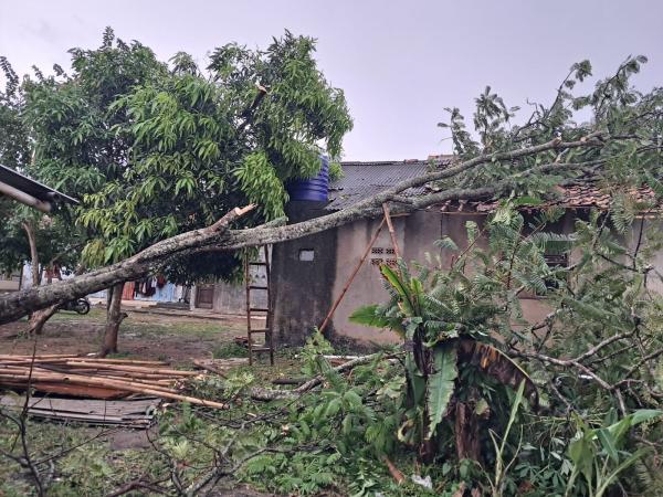 Hujan Lebat Disertai Angin Kencang di Tenjo Kabupaten Bogor, Dua Rumah Warga Tertimpa Pohon Tumbang