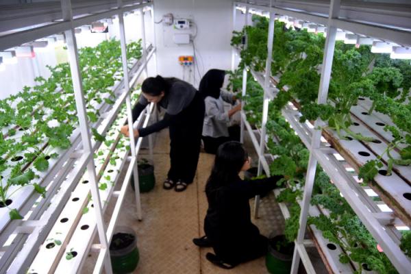 Inovasi PT PLN Menciptakan Ketahanan Pangan Melalui Container Farming dan Grow Light LED Buah Naga