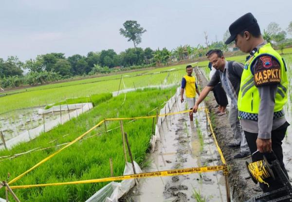 Tragis, Seorang Petani di Godong Meninggal Tersetrum Jebakan Tikus di Sawah Miliknya