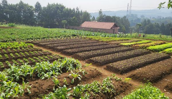 10 Tempat Wisata Ramah Anak di Bogor: Liburan Seru Bersama Keluarga di Akhir Tahun 2024