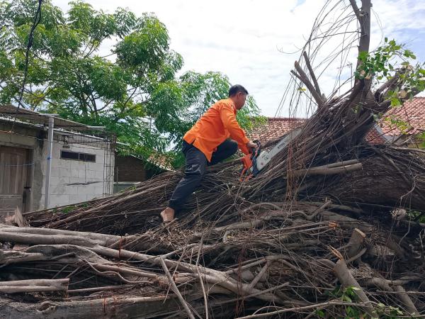 Pohon Beringin Berusia Ratusan Tahun Roboh saat Hujan dan Angin Kencang