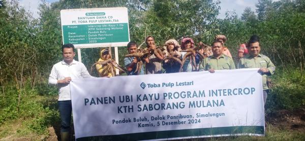 KTH Dolok Parmonangan Panen Perdana Tanaman Ubi dari Lahan Konsesi Toba Pulp Lestari