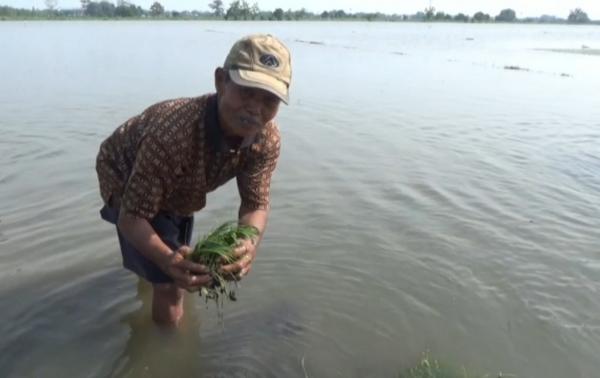 Hujan Lebat, Puluhan Hektar Area Persawahan Terancam Gagal Panen Akibat Terendam Banjir