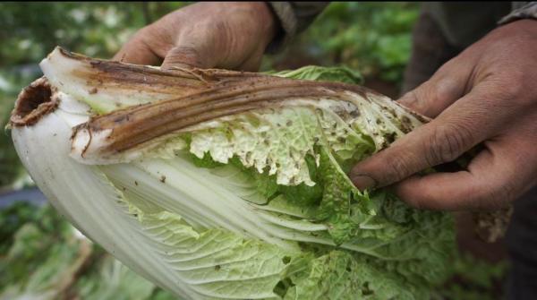 Akibat Curah Hujan Tinggi, Petani Sayur di Garut Merugi