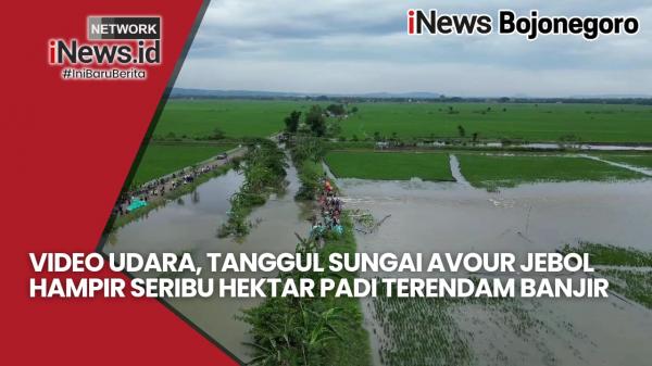 Video Drone, Tanggul Sungai Avour Jebol Rendam Ratusan Hektar Tanaman Padi di 2 Kecamatan