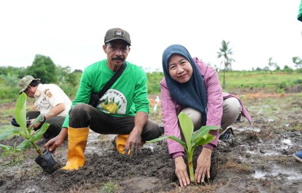 Tanam Pisang Cavendish, Dijamin Harga Tidak Akan Turun Meski Panen Melimpah