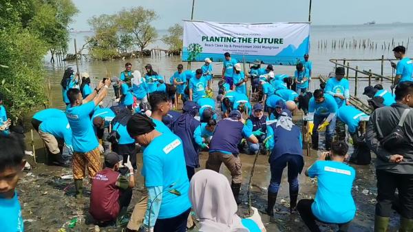 Pelni Tanam 2000 Bibit Mangrove di Pesisir Laut Cirebon untuk Jaga Ekosistem dan Kelestarian