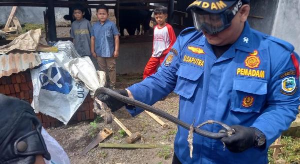 Damkar Kuningan Evakuasi Ular Cobra 1,2 Meter di Permukiman Warga