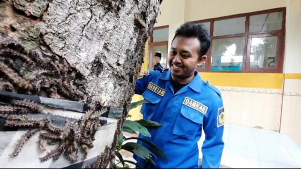 Ribuan Ulat Bulu Serang Sekolah, Puluhan Siswa Gatal-Gatal