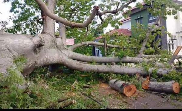 Pohon Randu Gede Jadi Ikon Indramayu Tumbang, Hebohkan Warga 