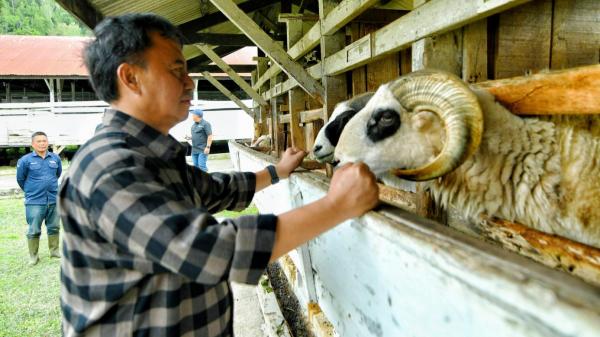 Pemrov Jabar Perkuat Ketahanan Pangan Melalui Sektor Ternak Domba Garut