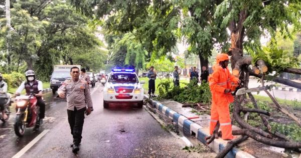 Pohon Tumbang Timpa Pengendara Motor, Korban Alami Luka