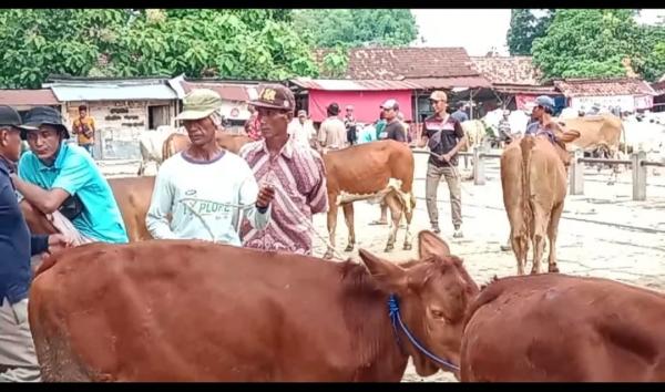 Sidak di Pasar Hewan, Petugas Temukan Lima Ekor Sapi Positif PMK