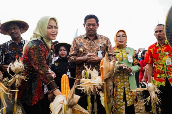 Sistem Tanam Methuk, Petani Grobogan Bisa Panen 5.780 Ton Jagung 