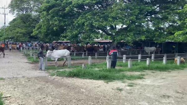 Wabah PMK Merebak, Pedagang Sapi di Tuban Khawatir dan Resah Jual Beli Menurun Drastis