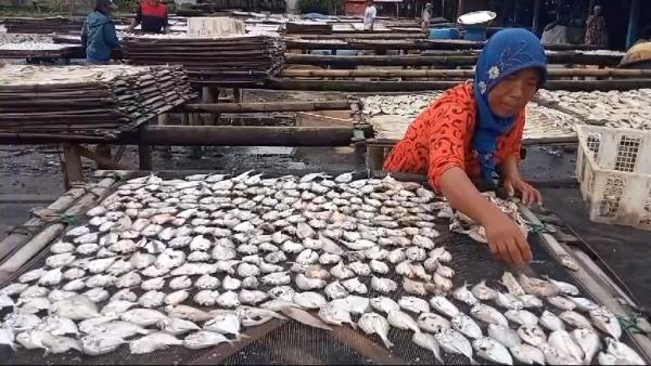 Pengrajin Ikan Asin Panimbang Terancam Bangkrut! Cuaca Buruk Bikin Produksi Lumpuh